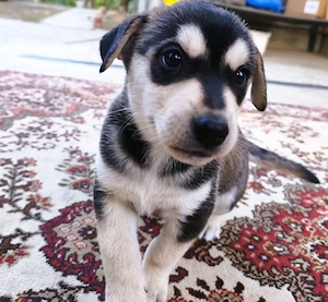 Eladó Husky-Rottweiler mix szuka kiskutya - kép 2