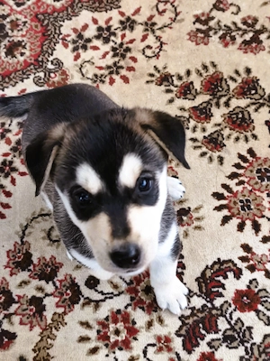 Eladó Husky-Rottweiler mix szuka kiskutya
