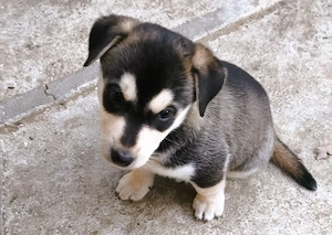 Eladó Husky-Rottweiler mix szuka kiskutya - kép 4