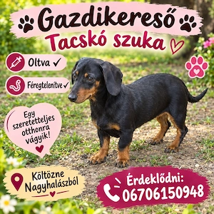 Gazdikereső tacskó szuka