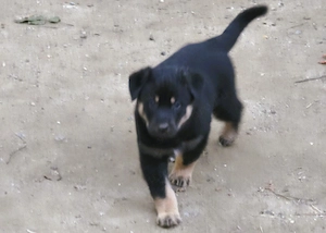 Eladó Rottweiler-Husky mix kan kiskutya  - kép 3