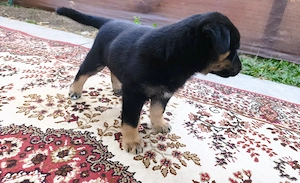 Eladó Rottweiler-Husky mix kan kiskutya  - kép 2