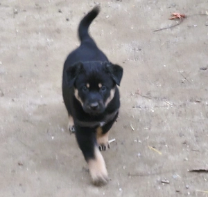 Eladó Rottweiler-Husky mix kan kiskutya  - kép 4