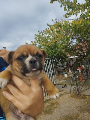 Bulldog kisfiú - kép 4
