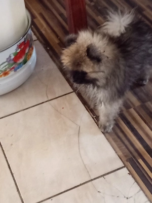 Pomeraniai torpespicc