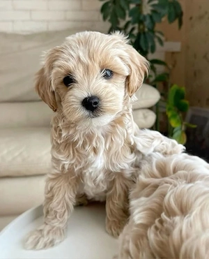 Maltipoo kölykök 