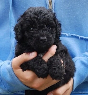 Maltipoo kölykök  - kép 5