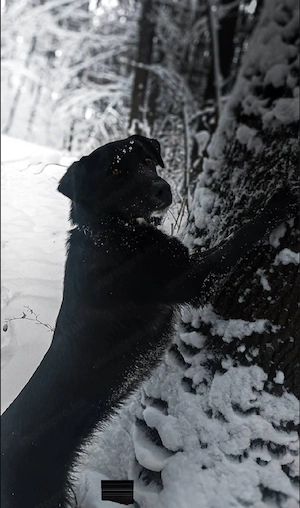 Border collie jellegű kutya gazdit keres - kép 4