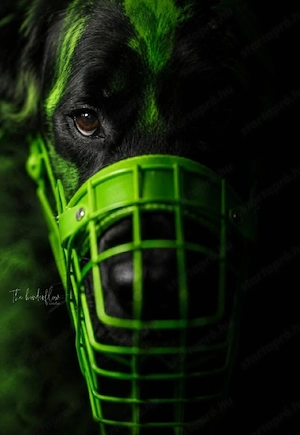 Border collie jellegű kutya gazdit keres - kép 2