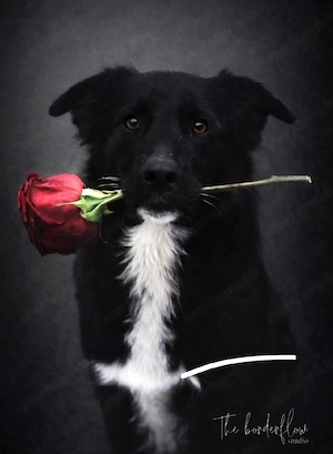 Border collie jellegű kutya gazdit keres - kép 3