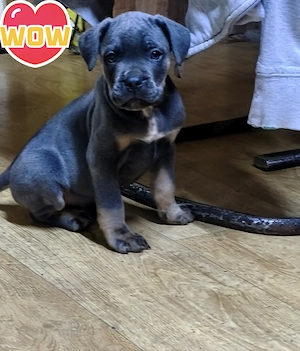 Cane corso kiskutyák! Már csak 2 kislány vár gazdira - kép 2