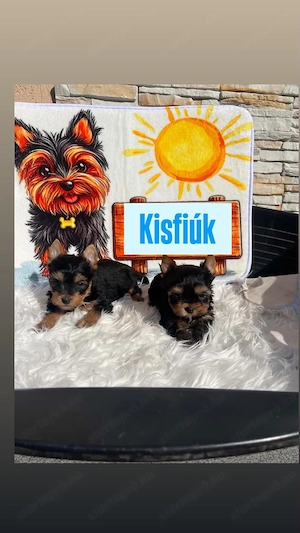 Yorkshire terrier kiskutyák - kép 2