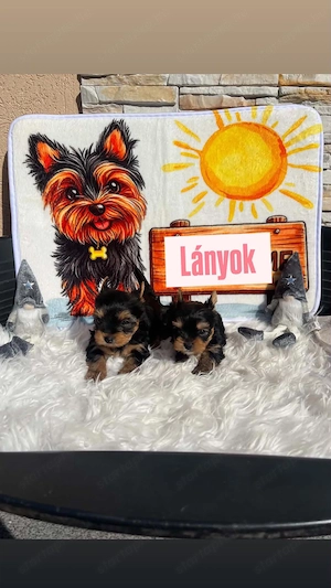 Yorkshire terrier kiskutyák - kép 3