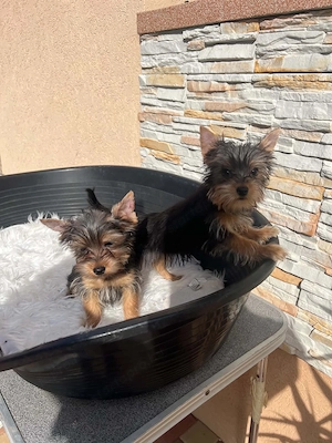 Yorkshire terrier kiskutyák - kép 2