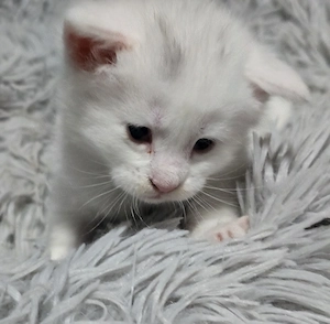 Mainecoon kiscica - kép 2