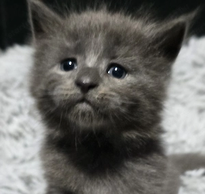 Mainecoon kiscica - kép 3
