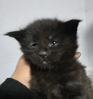 Mainecoon kiscica - kép 4