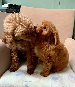 Maltipoo kisfiúk - kép 4