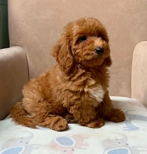 Maltipoo kisfiúk