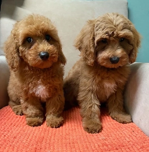 Maltipoo kisfiúk - kép 3