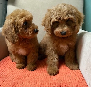 Maltipoo kisfiúk - kép 2