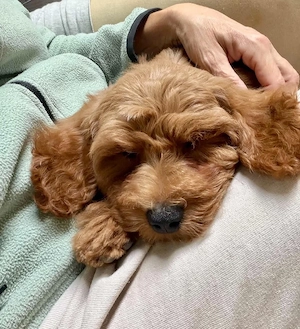 Maltipoo kisfiúk - kép 5