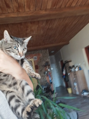 Beng li kever k kisl ny - kép 5