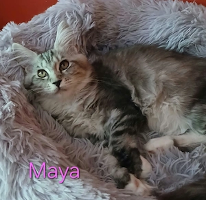Maine Coon babák költöznének. - kép 2