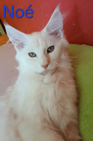 Maine Coon babák költöznének. - kép 4
