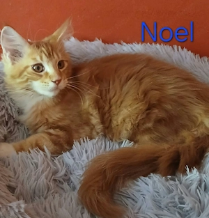 Maine Coon babák költöznének. - kép 3