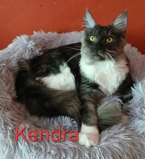 Maine Coon babák költöznének. - kép 5