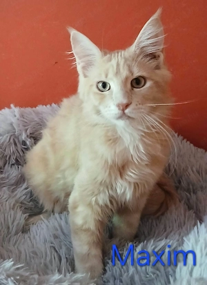 Maine Coon babák költöznének. - kép 6