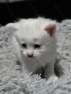 Mainecoon kiscica - kép 5