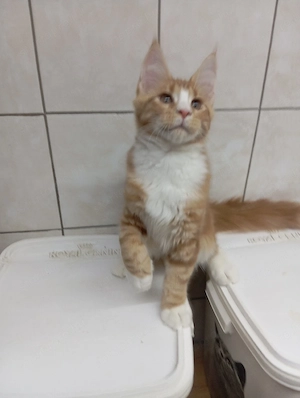 Maine coon cicák. - kép 2
