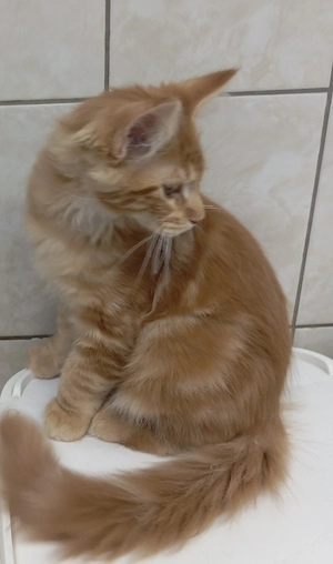 Maine coon cicák. - kép 5