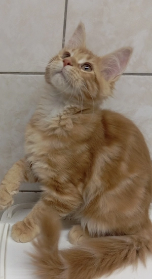 Maine coon cicák. - kép 6