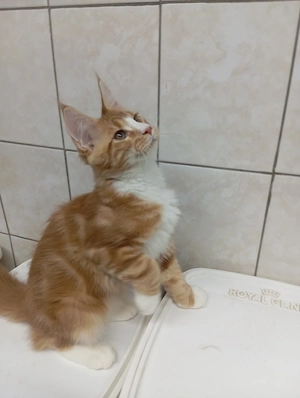 Maine coon cicák. - kép 3