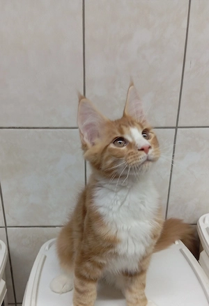 Maine coon cicák. - kép 4