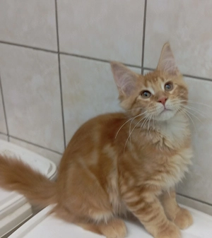 Maine coon cicák. - kép 7