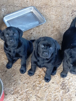 Labrador retriever sárga és fekete. - kép 5
