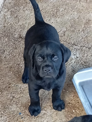 Labrador retriever sárga és fekete. - kép 6