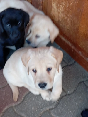 Labrador retriever sárga és fekete. - kép 3