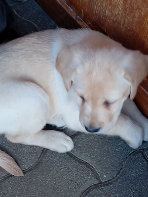 Labrador retriever sárga és fekete. - kép 2