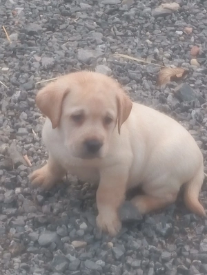 Labrador retriever sárga és fekete. - kép 4