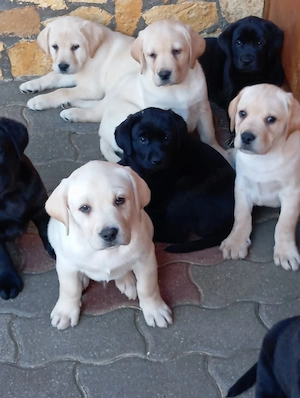 Labrador retriever sárga és fekete. - kép 7