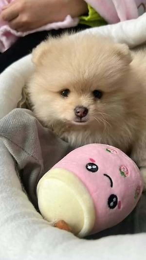 Pomerániai babák 