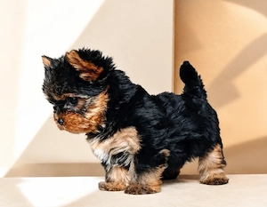 Mini méretű yorkshrie terrier kan kölyök  - kép 2