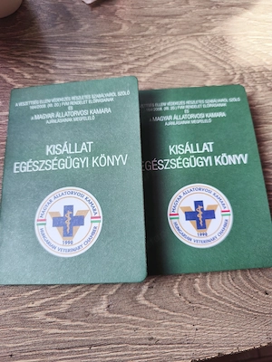 Már csak egy kisfiú törpe tacsi keres gazdit - kép 5