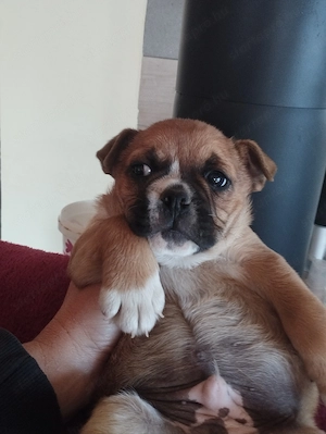 Bulldog kever k kiskutya