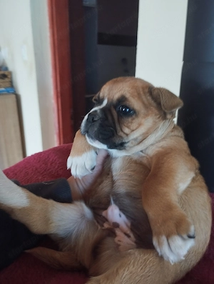Bulldog kever k kiskutya - kép 2